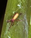 Tetragnatha_extensa_F1951_Z_82_Les Gris_Frankrijk